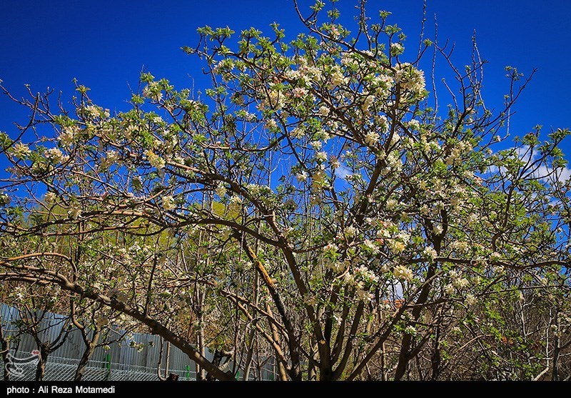 شکوفه های بهاری شهرکرد