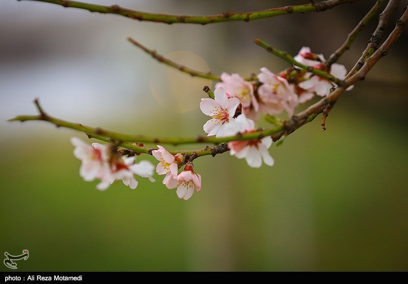 شکوفه های بهاری شهرکرد