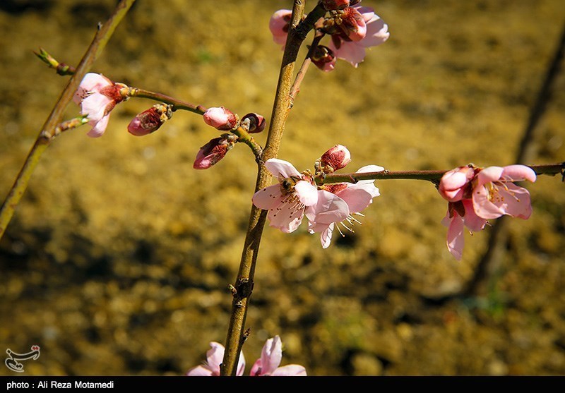 شکوفه های بهاری شهرکرد