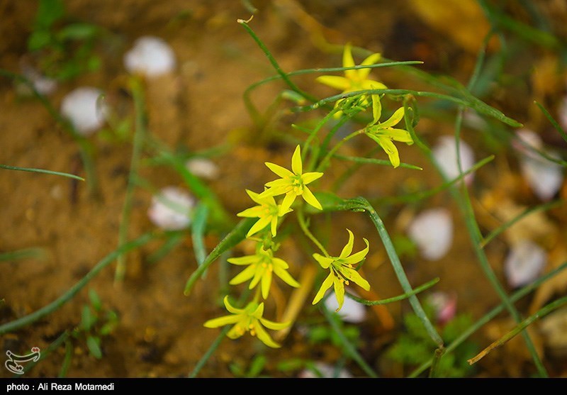 شکوفه های بهاری شهرکرد