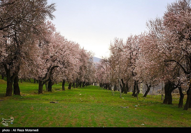 شکوفه های بهاری شهرکرد