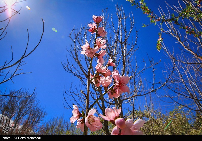 شکوفه های بهاری شهرکرد