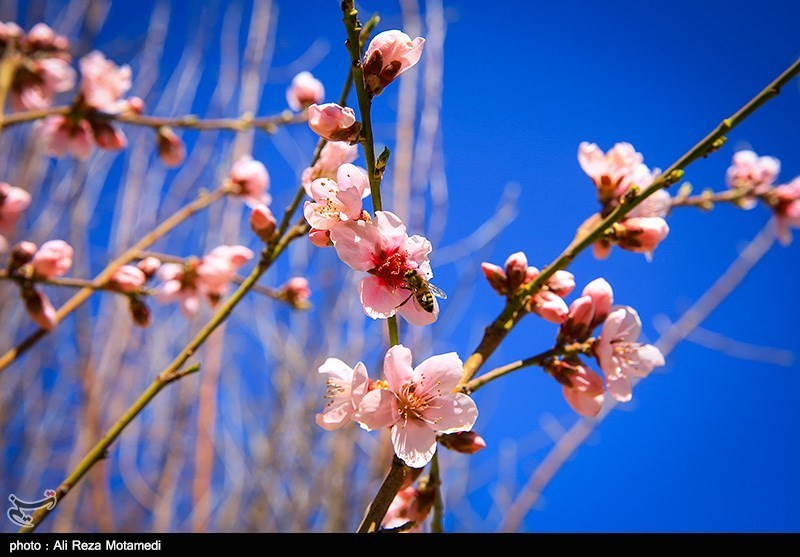 شکوفه های بهاری شهرکرد