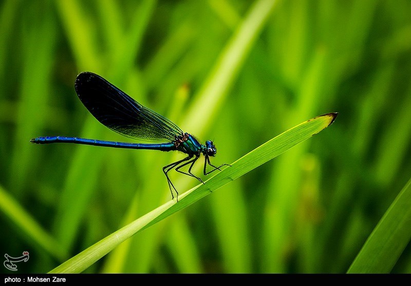 طبیعت بهاری اردبیل