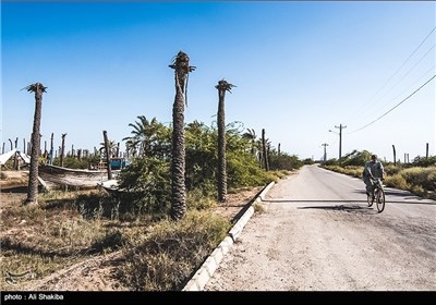 نخلهای بی سر