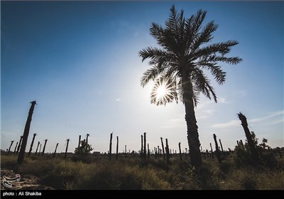 نخلهای بی سر