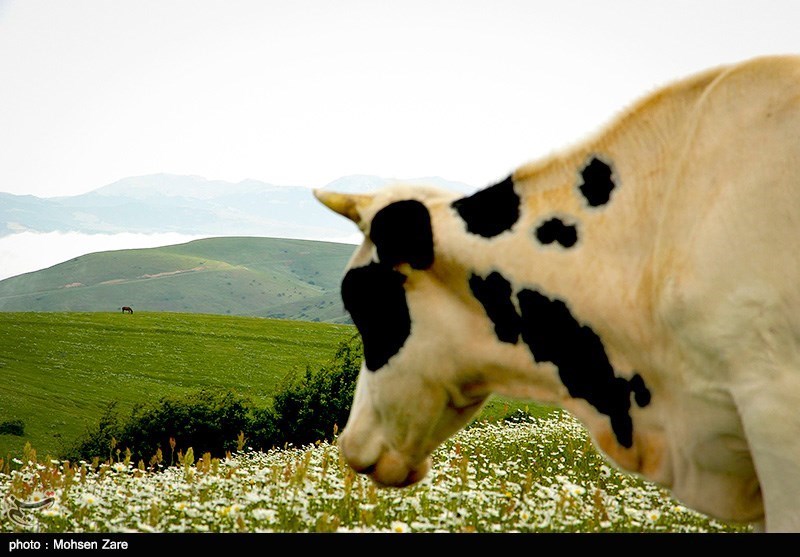 طبیعت بهاری اردبیل