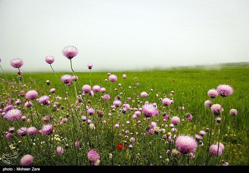 طبیعت بهاری اردبیل