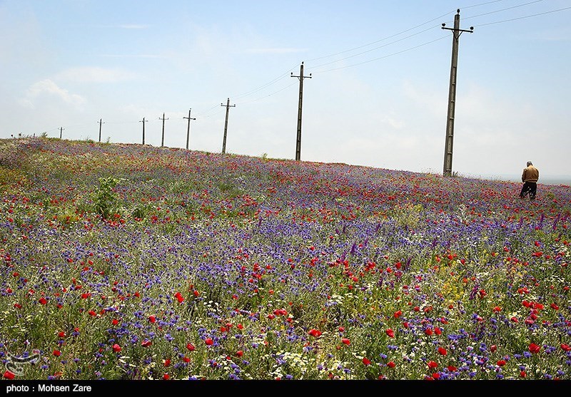 طبیعت بهاری اردبیل