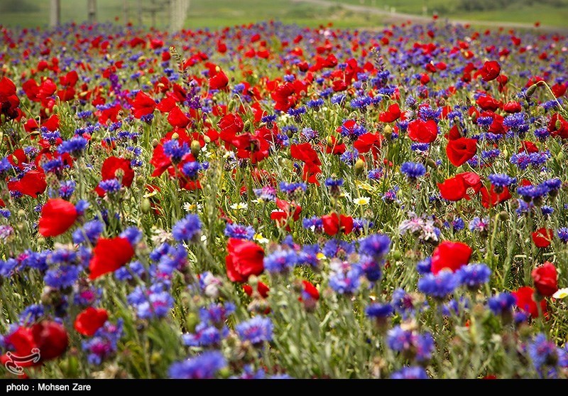 طبیعت بهاری اردبیل