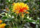 آغاز خرید تضمینی گلرنگ در خراسان جنوبی؛ جهش 48 درصدی سطح زیر کشت