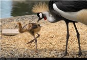 الاحتفال بذکرى میلاد طائر کرکی نادر