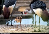 الاحتفال بذکرى میلاد طائر کرکی نادر