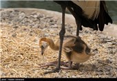 الاحتفال بذکرى میلاد طائر کرکی نادر