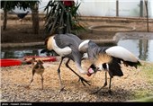 الاحتفال بذکرى میلاد طائر کرکی نادر