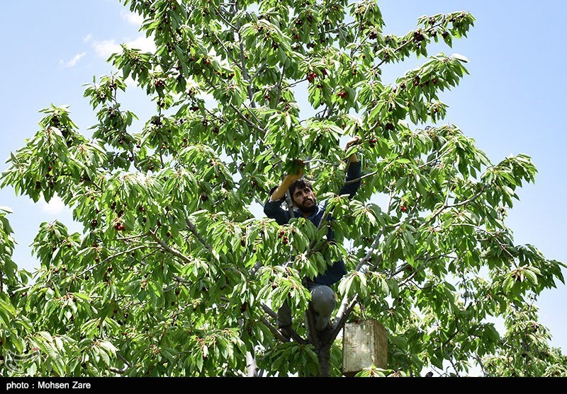 برداشت گیلاس در اردبیل