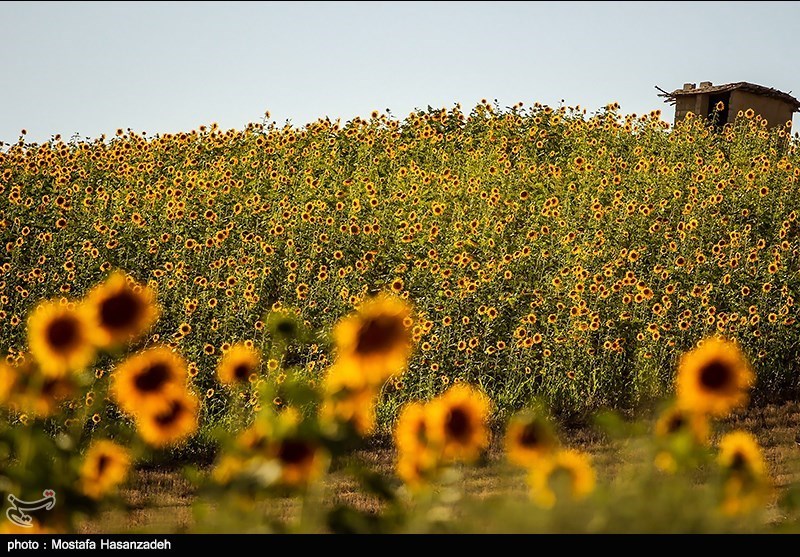 مزارع آفتابگردان در استان گلستان