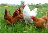 طرح ملی پرورش مرغ بومی خانگی در تعاونی های روستایی کشور اجرا می‌شود