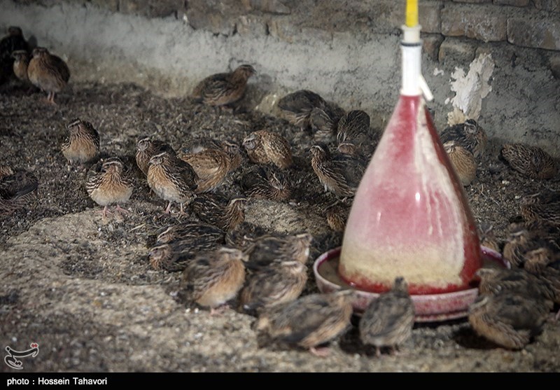گوشت بلدرچین جایگزین مناسبی برای گوشت مرغ/ ارزش غذایی هر گرم تخم بلدرچین به‌اندازه 4 گرم تخم‌مرغ است