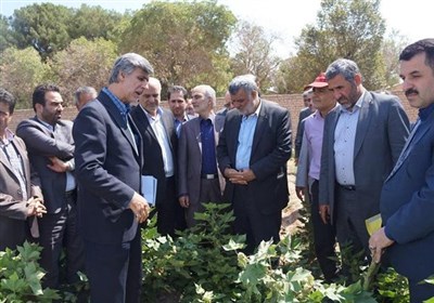 ایران نخستین کشور قربانی کشت صنعتی "برنج تراریخته" + فیلم