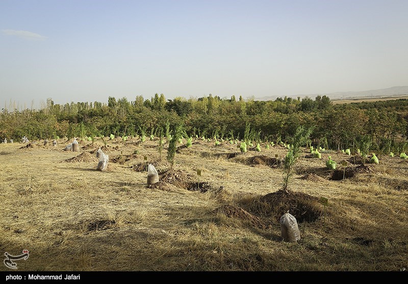 حکم کاشت نهال جریمه متجاوز به عرصه‌های منابع طبیعی در گالیکش