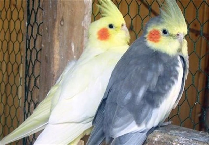 ‌کشف 37 قطعه پرنده کمیاب در اتوبوس/‌توقیف سواری سمند با 160 کیلومتر سرعت‌