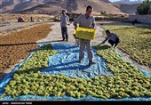 شیره پزی سنتی در روستای مانیزان ملایر