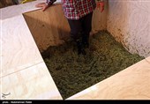 شیره پزی سنتی در روستای مانیزان ملایر