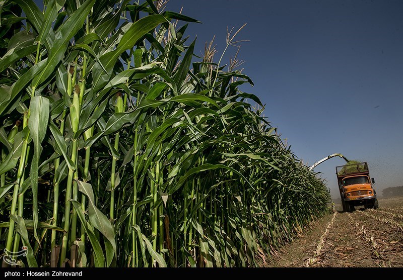 کالاهای اساسی , ستاد تنظیم بازار ,