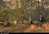 طبیعت پاییزی روستای نران - کردستان