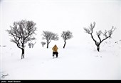 درختان تکیده در دامنه کوه میشو