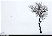 درختان تکیده در دامنه کوه میشو