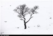 درختان تکیده در دامنه کوه میشو
