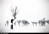 درختان تکیده در دامنه کوه میشو