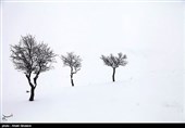 درختان تکیده در دامنه کوه میشو