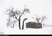 درختان تکیده در دامنه کوه میشو