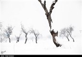 درختان تکیده در دامنه کوه میشو