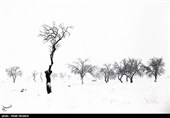 درختان تکیده در دامنه کوه میشو