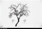 درختان تکیده در دامنه کوه میشو