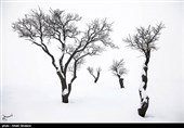 درختان تکیده در دامنه کوه میشو