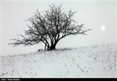 درختان تکیده در دامنه کوه میشو