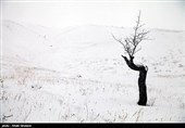 درختان تکیده در دامنه کوه میشو