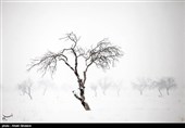 درختان تکیده در دامنه کوه میشو