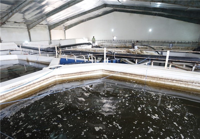 اشتغالزایی 2 هزار نفری شیلات هرمزگان در هفته دولت