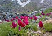 دمای هوای همدان 3 درجه خنک‌ می‌شود
