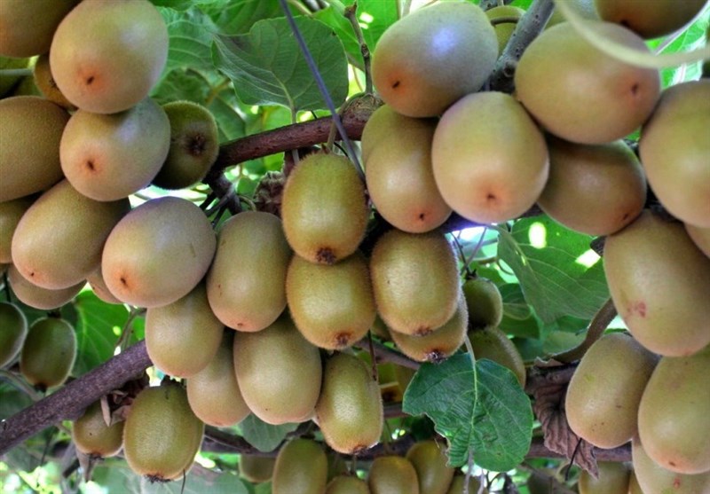 اخبار استان مازندران , اخبار ساری , نظام مسائل استان , نظام مسائل استان مازندران , 