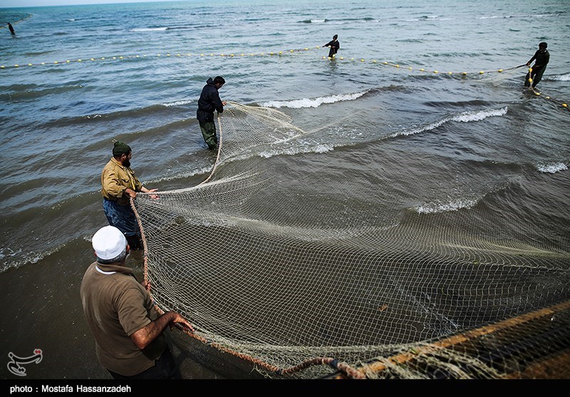 130 هزار قطعه بچه ماهی در سد اردبیل رهاسازی شد