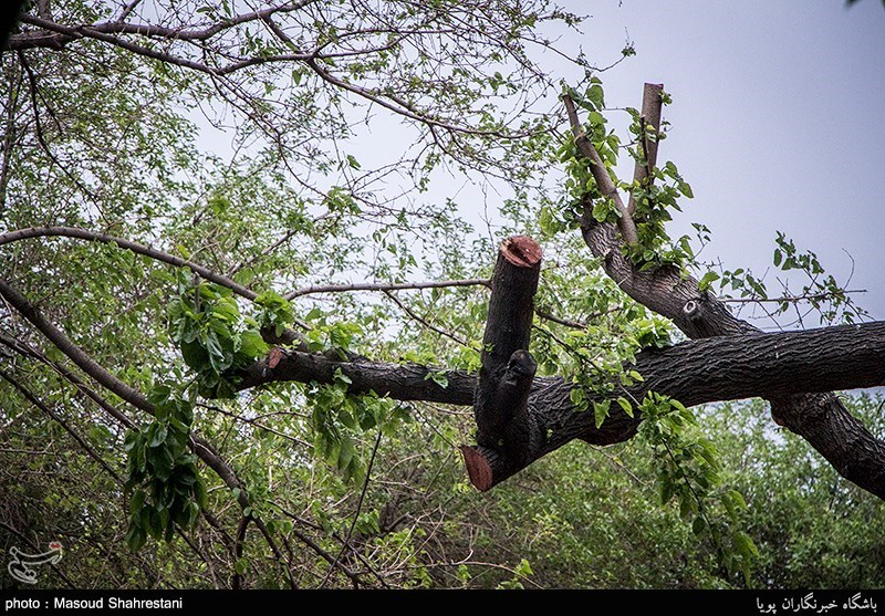طوفان در تهران