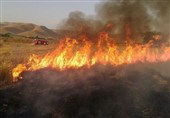ثبت سالانه 150 فقره آتشسوزی در جنگلهای لرستان