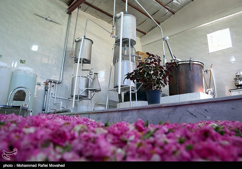 ایران کے شہر کاشان میں گلاب چننے کا موسم